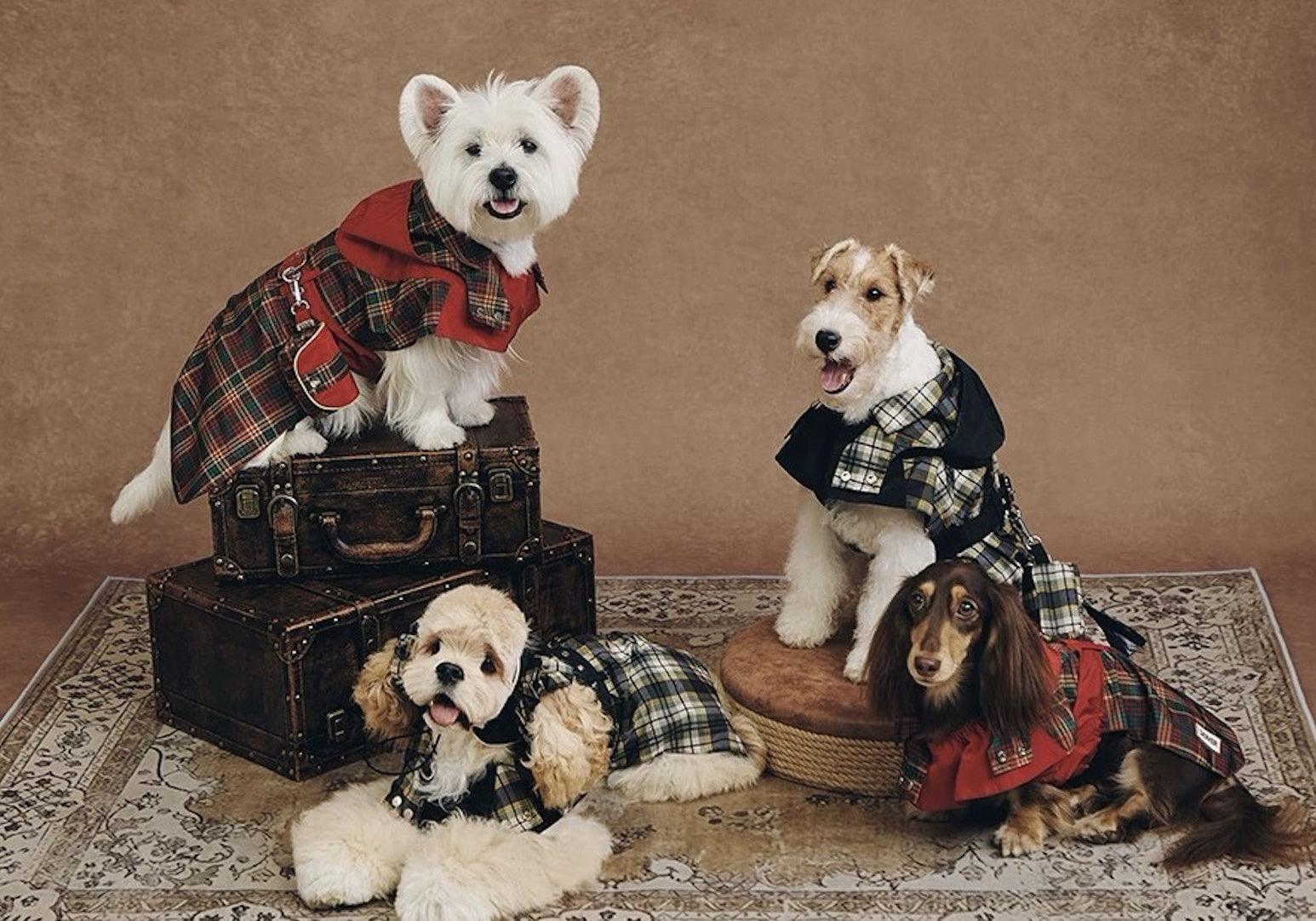 Urban Adventures in Waterproof Windbreakers: How BOVER Redefines Functional Pet Fashion