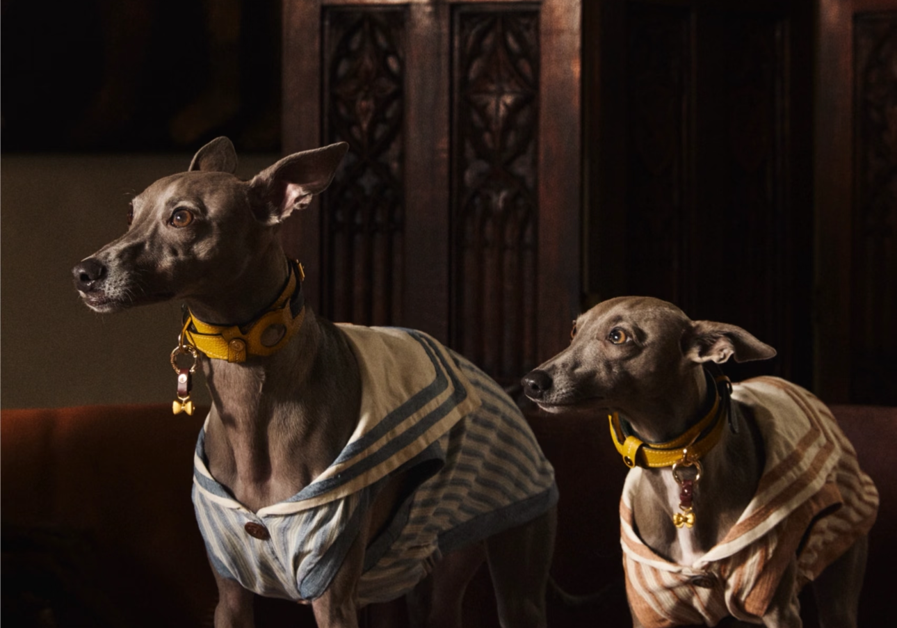 Double Cover Glory: BOVER’s 2025 Fashion Journey, From Social Icons to Trendsetting Idols