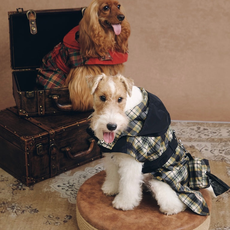 Stripe Waterproof Windbreaker