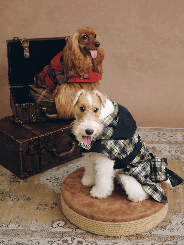 Stripe Waterproof Windbreaker