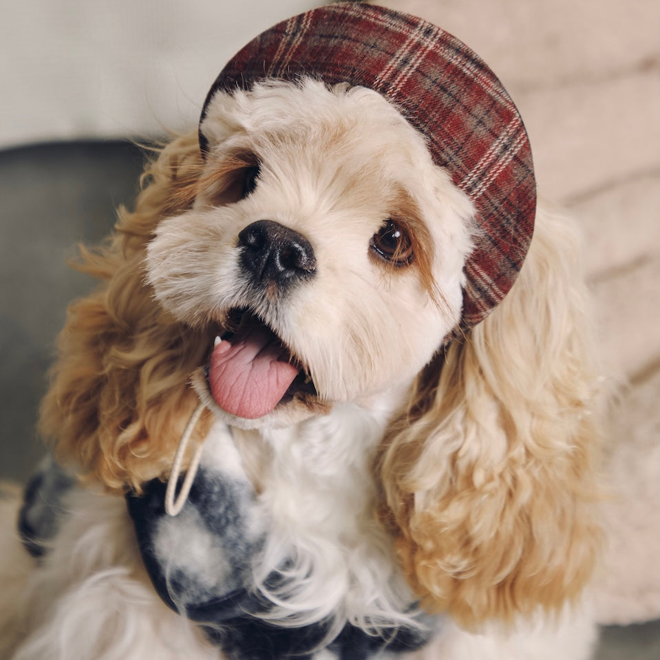 BOVER Reversible Pet Baseball Cap