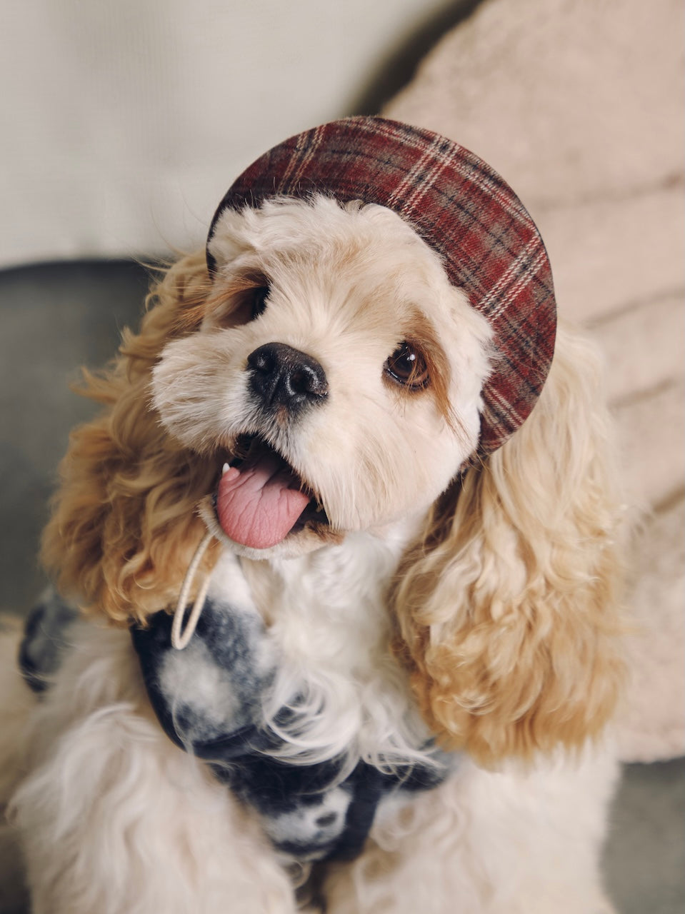 BOVER Reversible Pet Baseball Cap