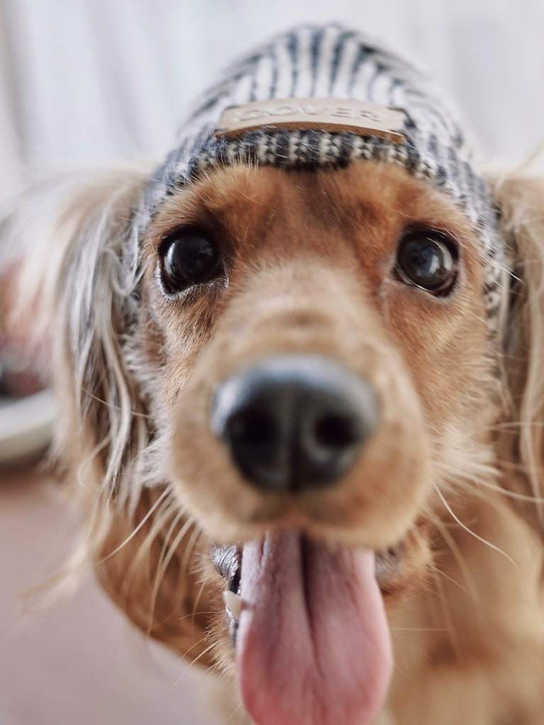 BOVER "Hip Hop Dog" Knit Beanie