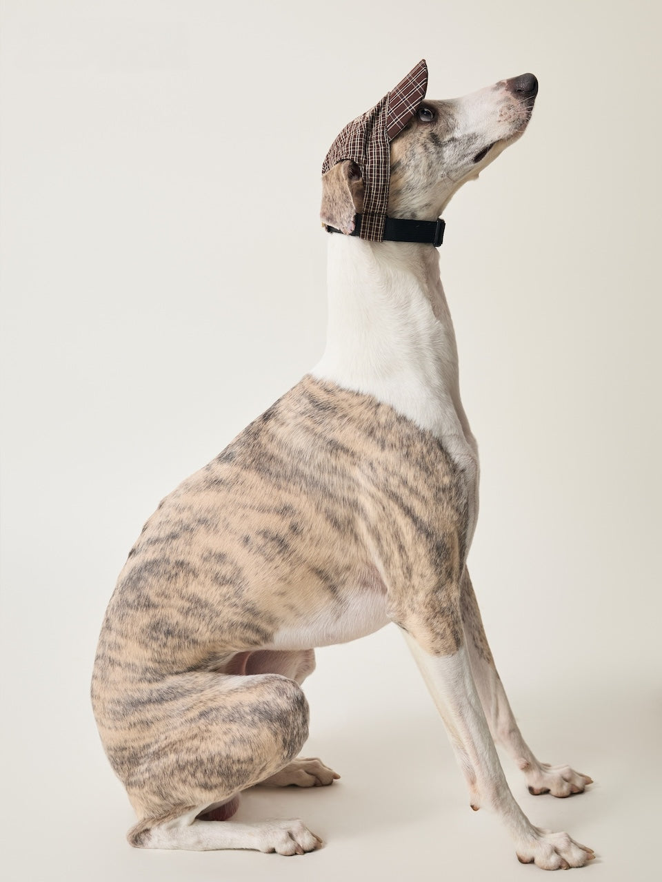 BOVER Pet Baseball Cap