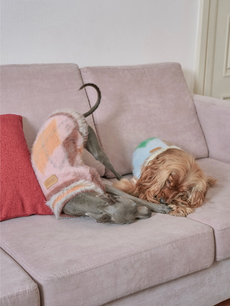 BOVER "Student Dog" Knit Vest