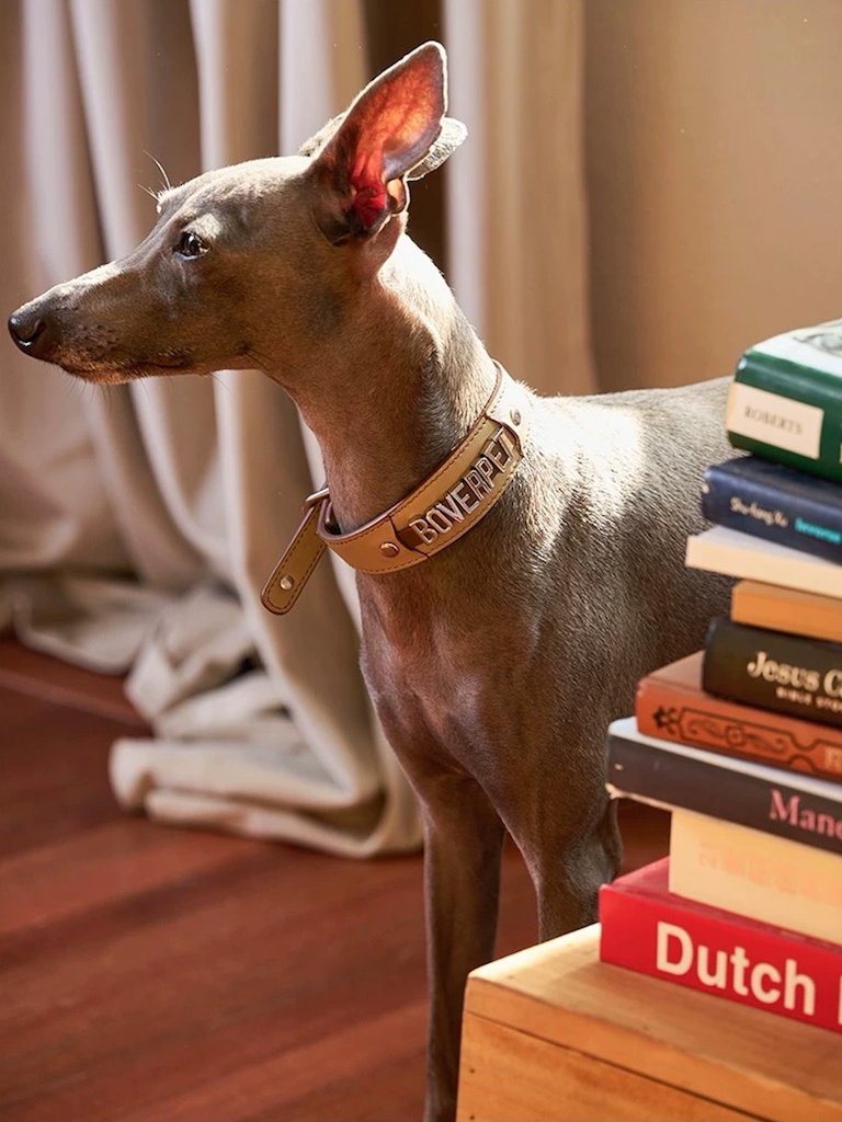 BOVER Custom Letter Collar