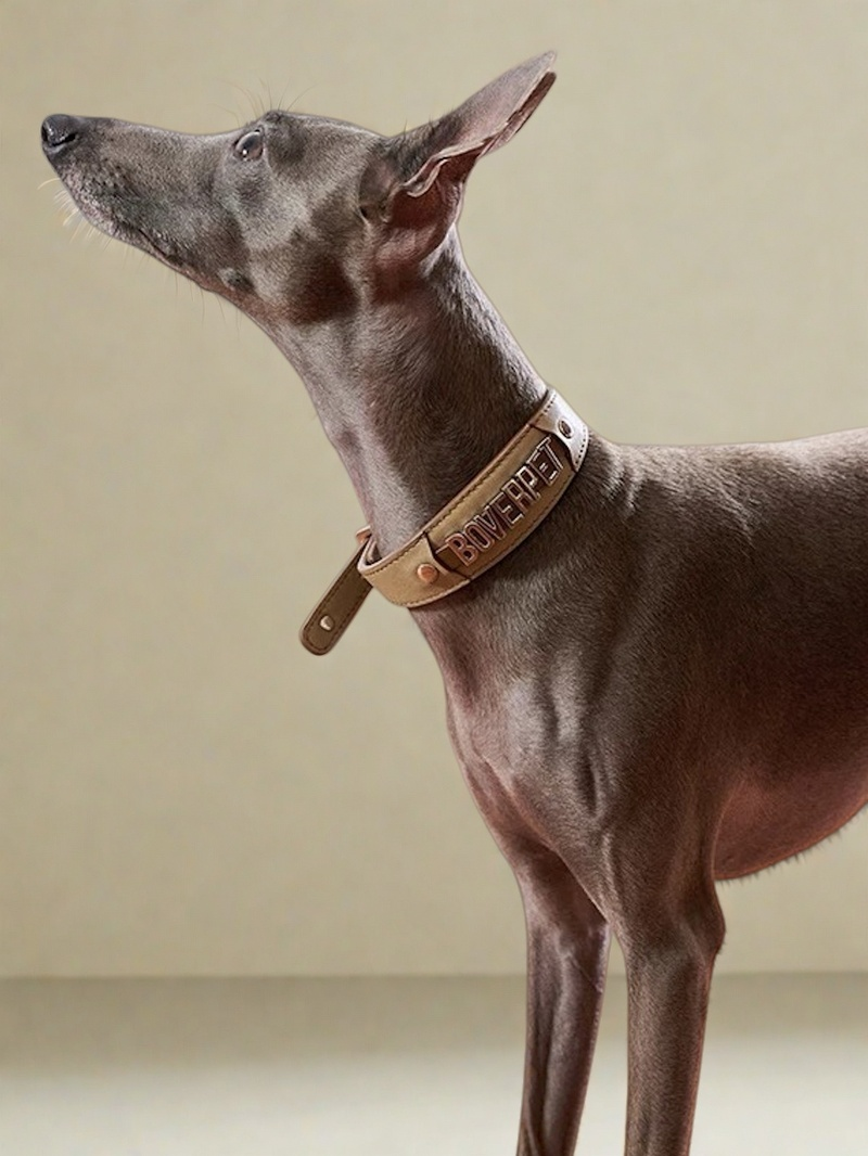 BOVER Custom Letter Collar