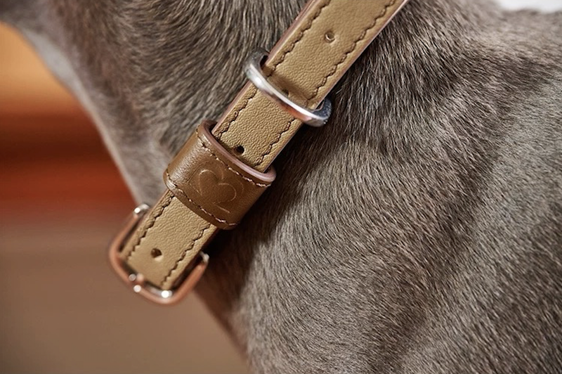 BOVER Custom Letter Collar