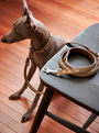 BOVER Multifunctional Leather Leash
